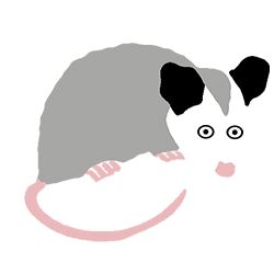 opossum algorithme local Google